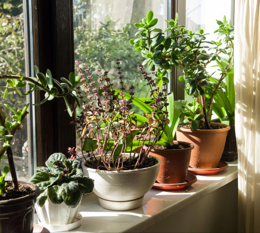Kuwait Home Gardening: Perfect Lighting for Indoor Plants
