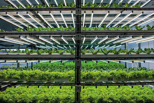 Hydroponics in Kuwait: Growing Greener in the Desert