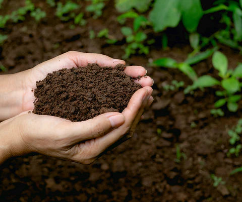 Soil & Fertilizer