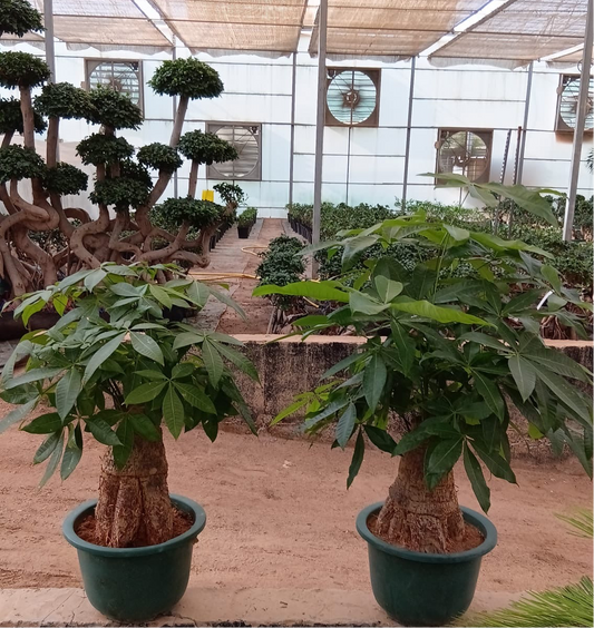 Pachira Giant - Money Tree