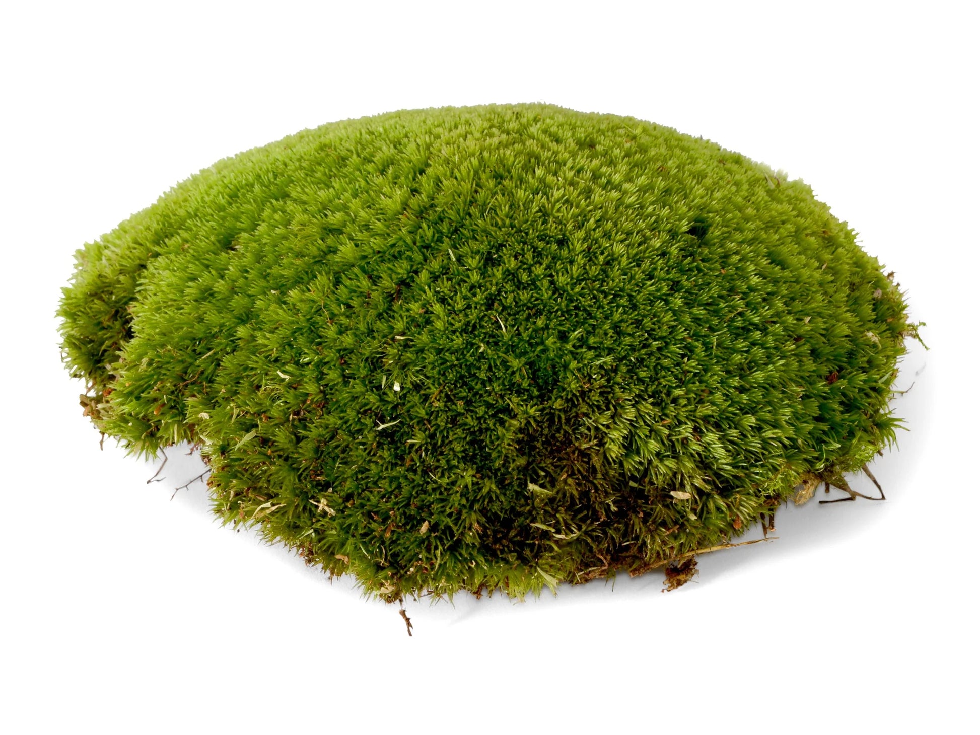 Live Cushion Moss...