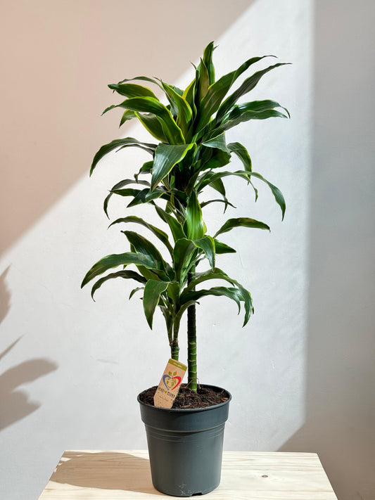 Dracaena Dorado - Indoor House Plant - نبات داخلي - دراسينا