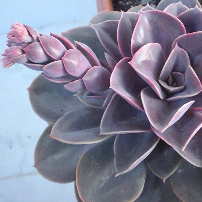 Echeveria Perle V...