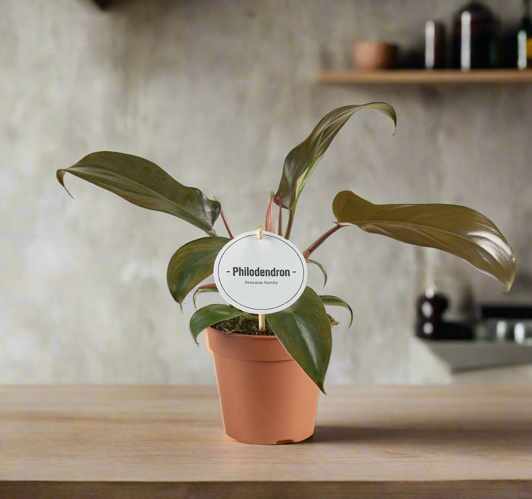 Philodendron Florida Bronze - Indoor House Plant - نبات داخلي