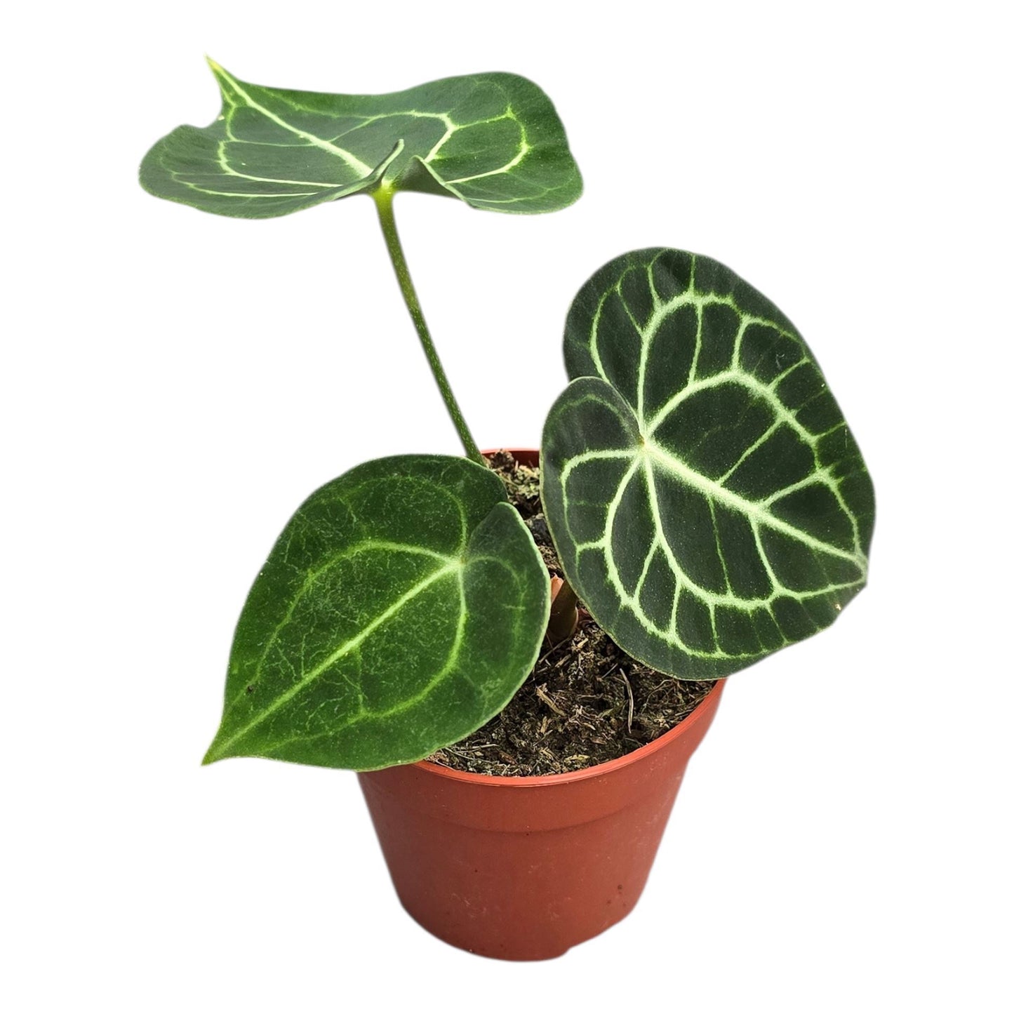 Anthurium King Of Clarinervium Sulanjana - Rare Indoor House Plant - نبات داخلي