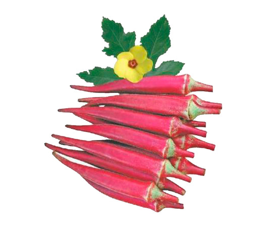 Red Okra F1 Seeds - بذور البامية الحمراء F1