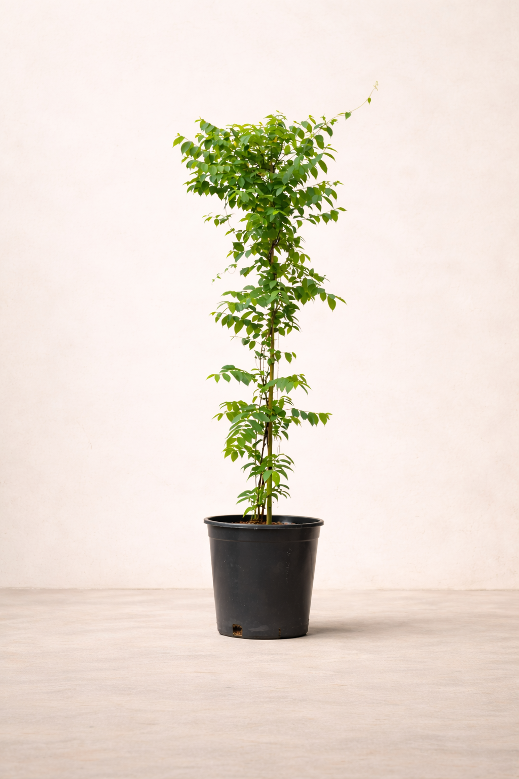 Rangoon Creeper Plant - نبات ياسمين هندي متسلق