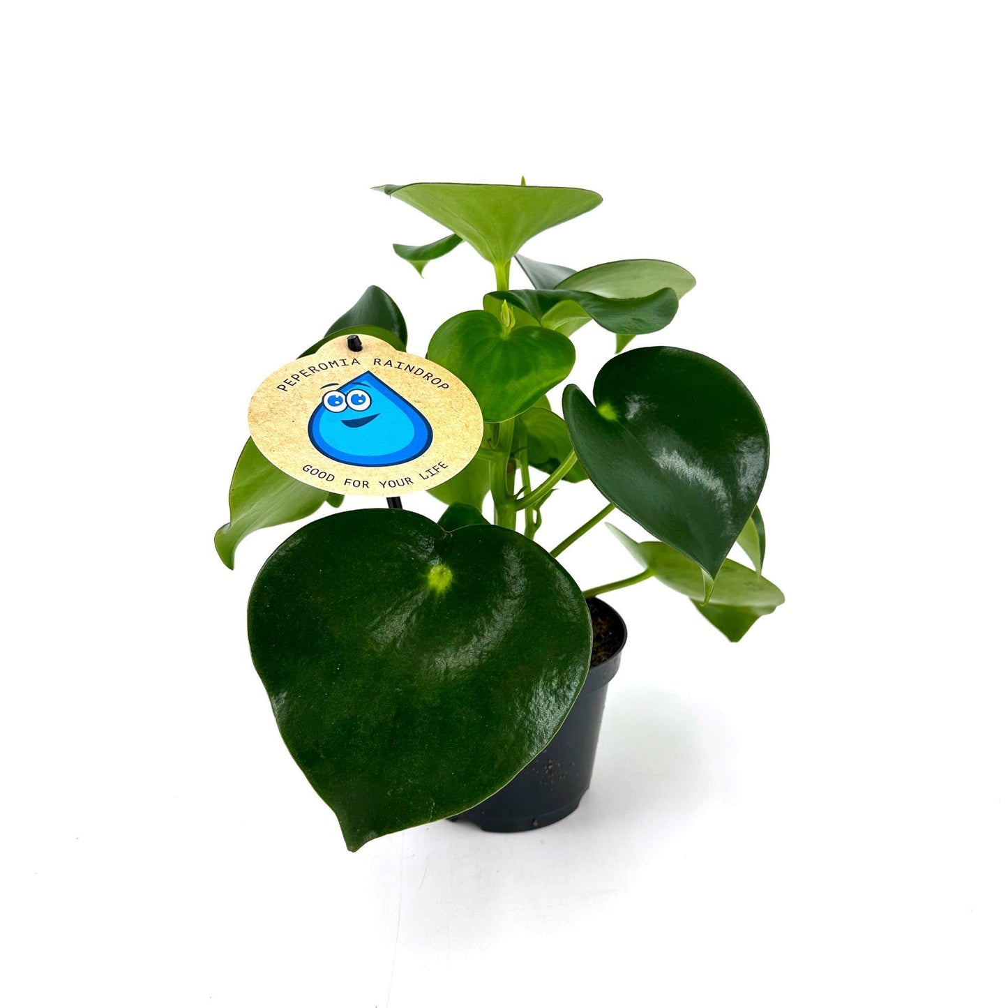 Peperomia Polybotrya Raindrop featuring glossy, teardrop-shaped leaves, displayed indoors.