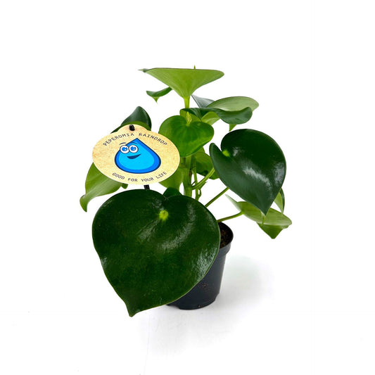 Peperomia Raindrop - Indoor House Plant - نبات داخلي