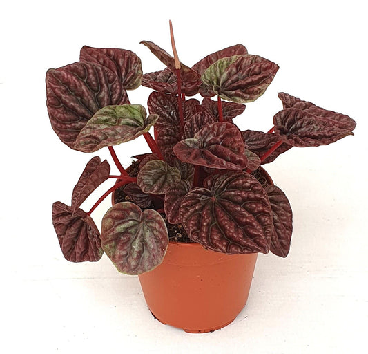 Peperomia Caperata Luna Red - Indoor House Plant - نبات داخلي