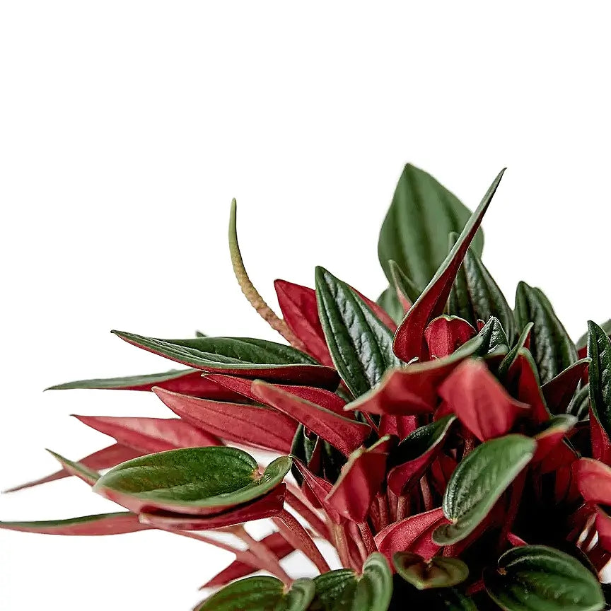 Peperomia Rosso - Indoor House Plant