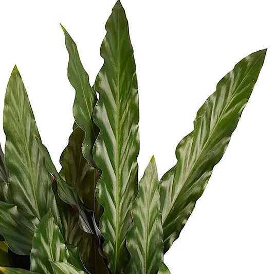 Calathea Rufibarba Elgergrass - Indoor House Plant - نبات داخلي