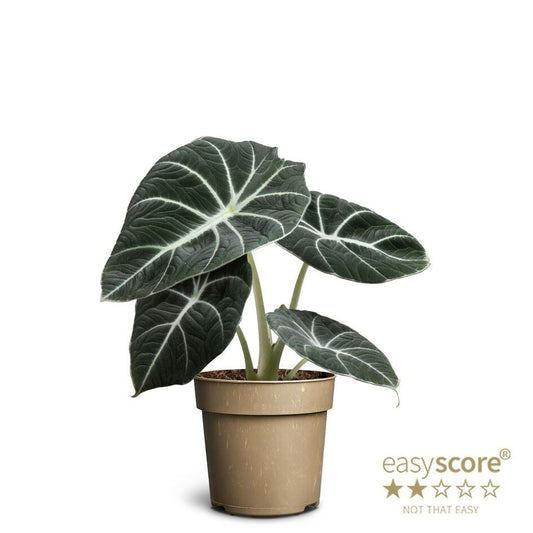 Alocasia Reginula Black Velvet - Rare Indoor House Plant - نبات داخلي