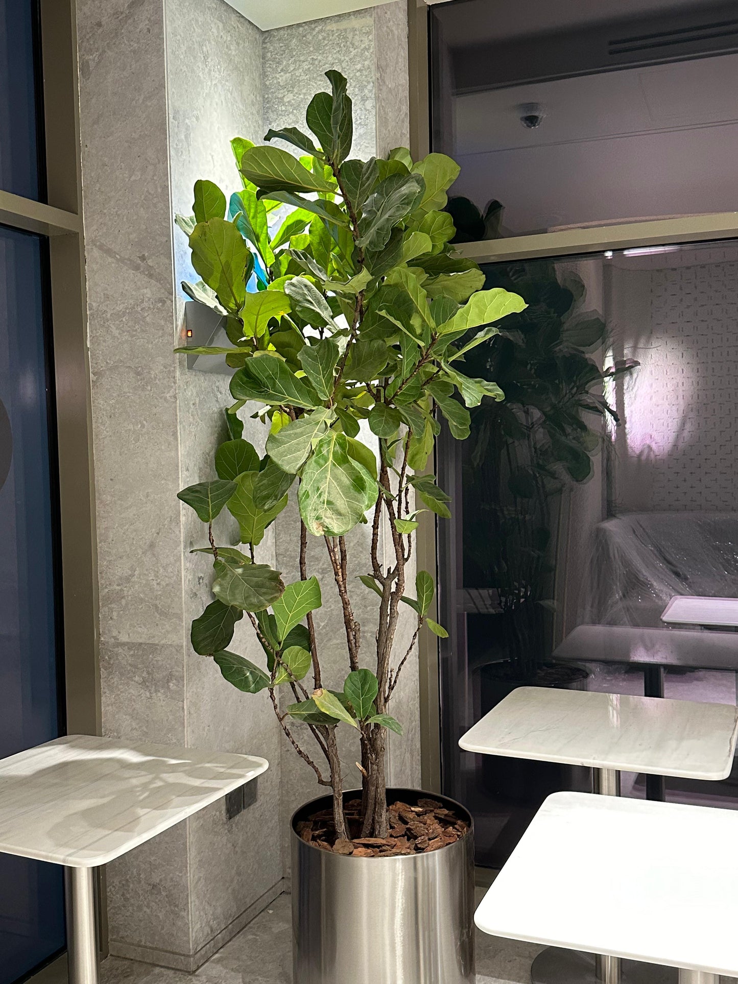Ficus Lyrata - Fiddle Leaf Fig Tree | فيكوس ليراتا