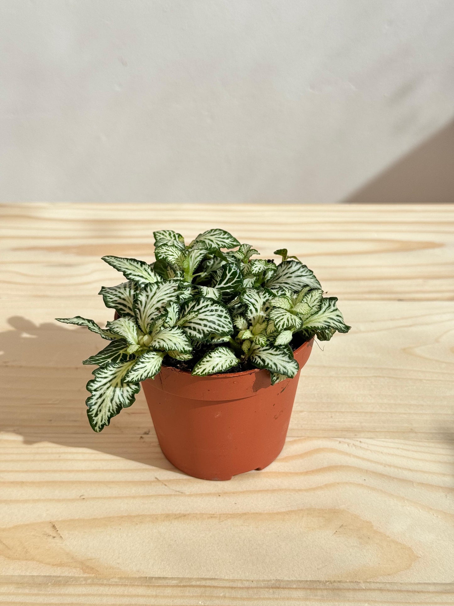 Fittonia Plant (Green) نبات الفيتونيا (أخضر)