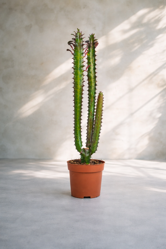 Cactus Euphorbia Trigona Rubra - صبار يوفوربيا تريغونا روبرا