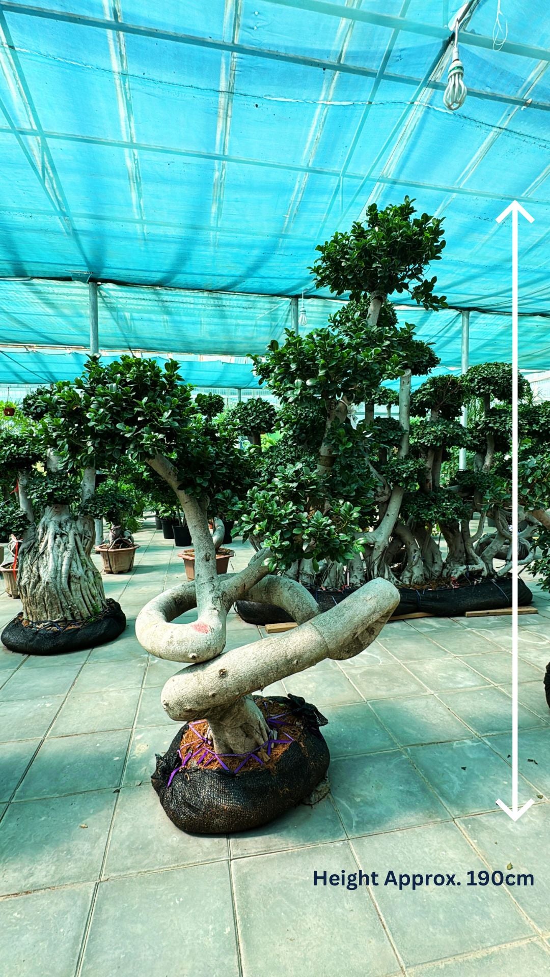 Bonsai Ficus Microcarpa Tree - Indoor Plant - شجرة بونساي