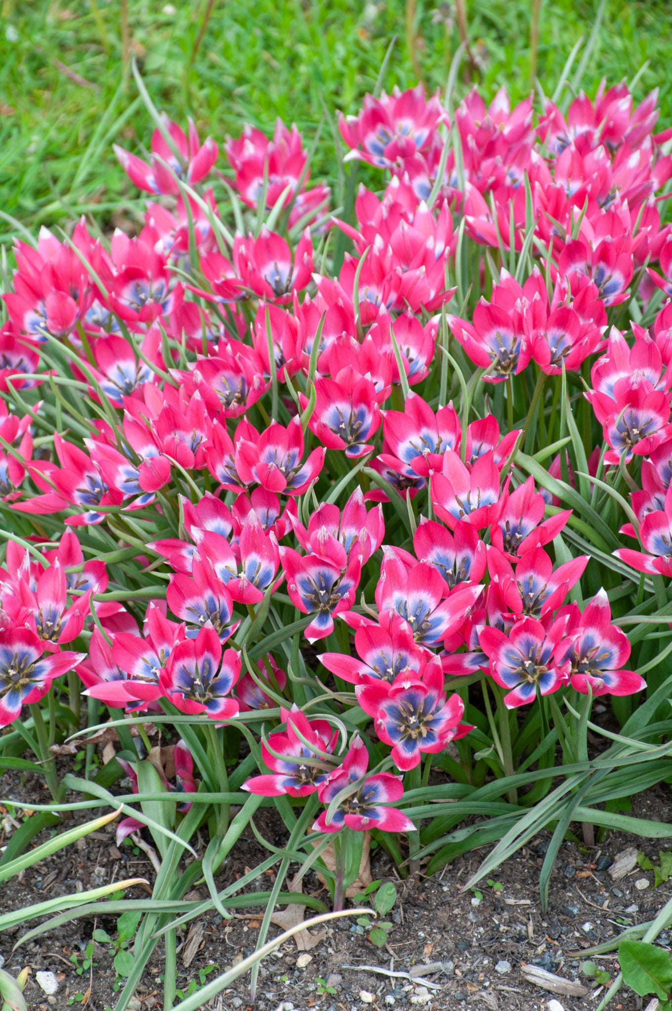 Tulip Little Beauty - Flower Bulb - توليب ليتل بيوتي