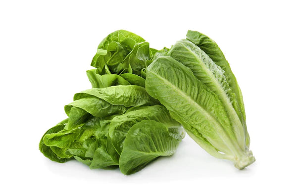 Romaine Lettuce S...