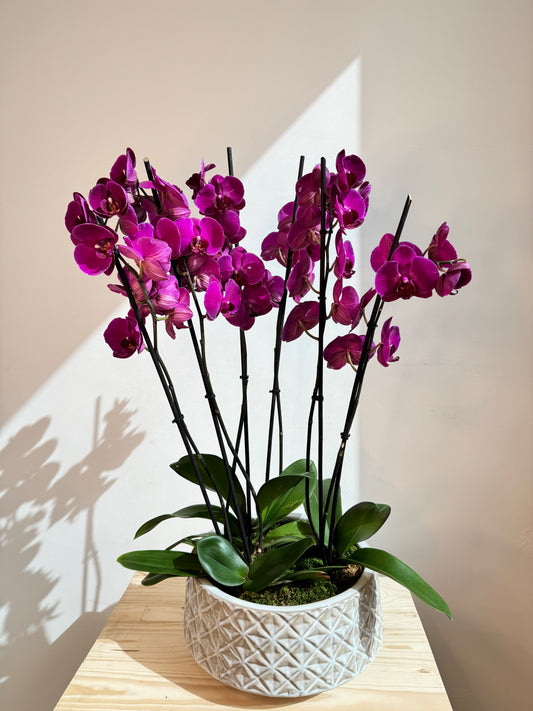 Purple Orchid Plant Bunch in White Ceramic - نبات الأوركيد - Phalaenopsis
