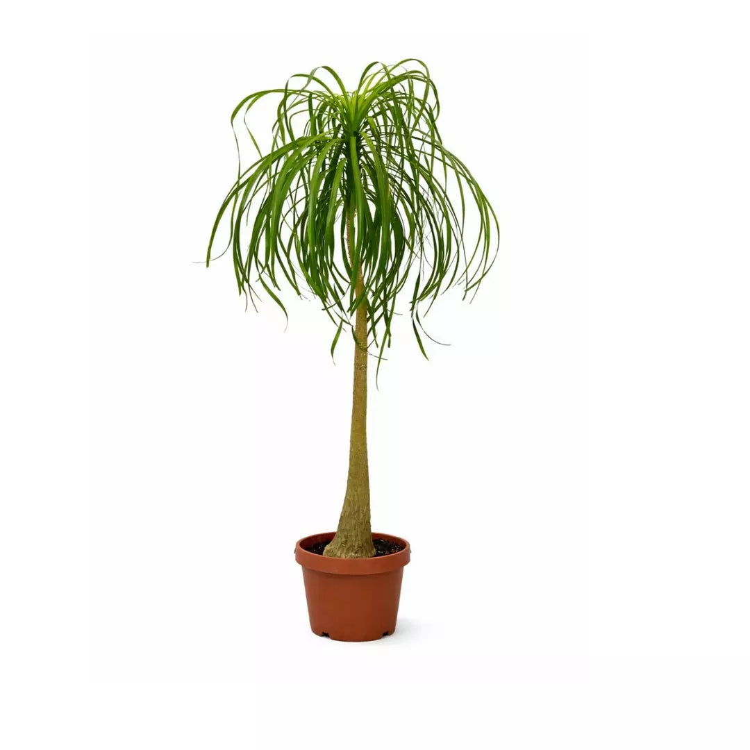 Nolina Recurvata Beaucarnea 180cm - Pony Tail Palm - Indoor House Plant - نبات داخلي