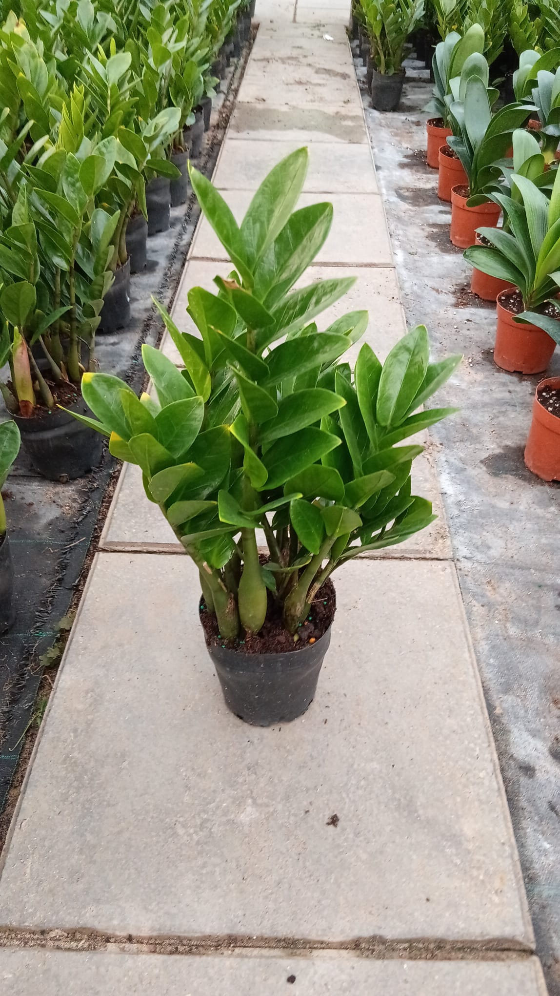 Zamioculcas Zamiifolia - ZZ Plant - Indoor House Plant - نبات داخلي