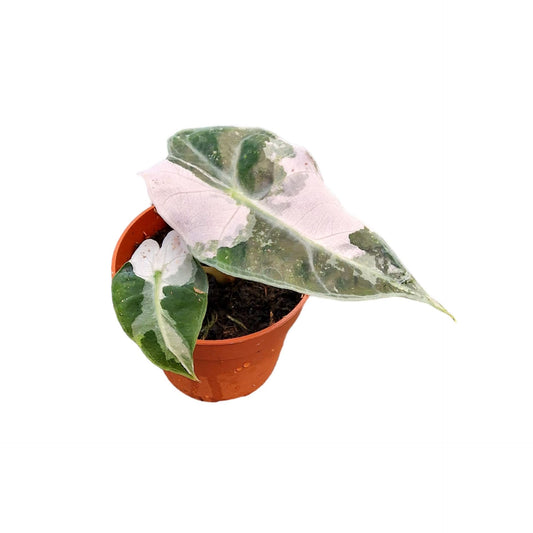 Alocasia Polly Pink Variegata - Rare Indoor House Plant - نبات داخلي