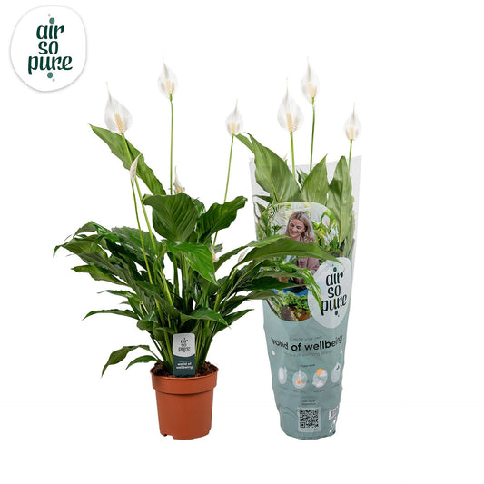 Spathiphyllum Sweet Chico - Peace Lilly Plant - Indoor Flowering House Plant - نبات داخلي