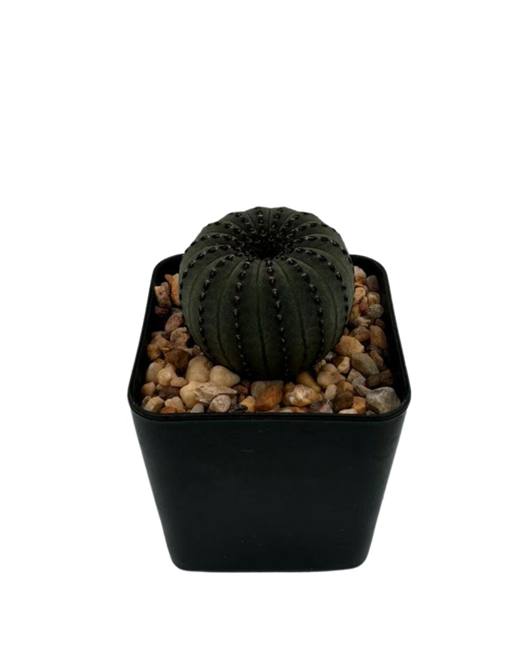 Frailea Castanea Cactus - نبات صبّار