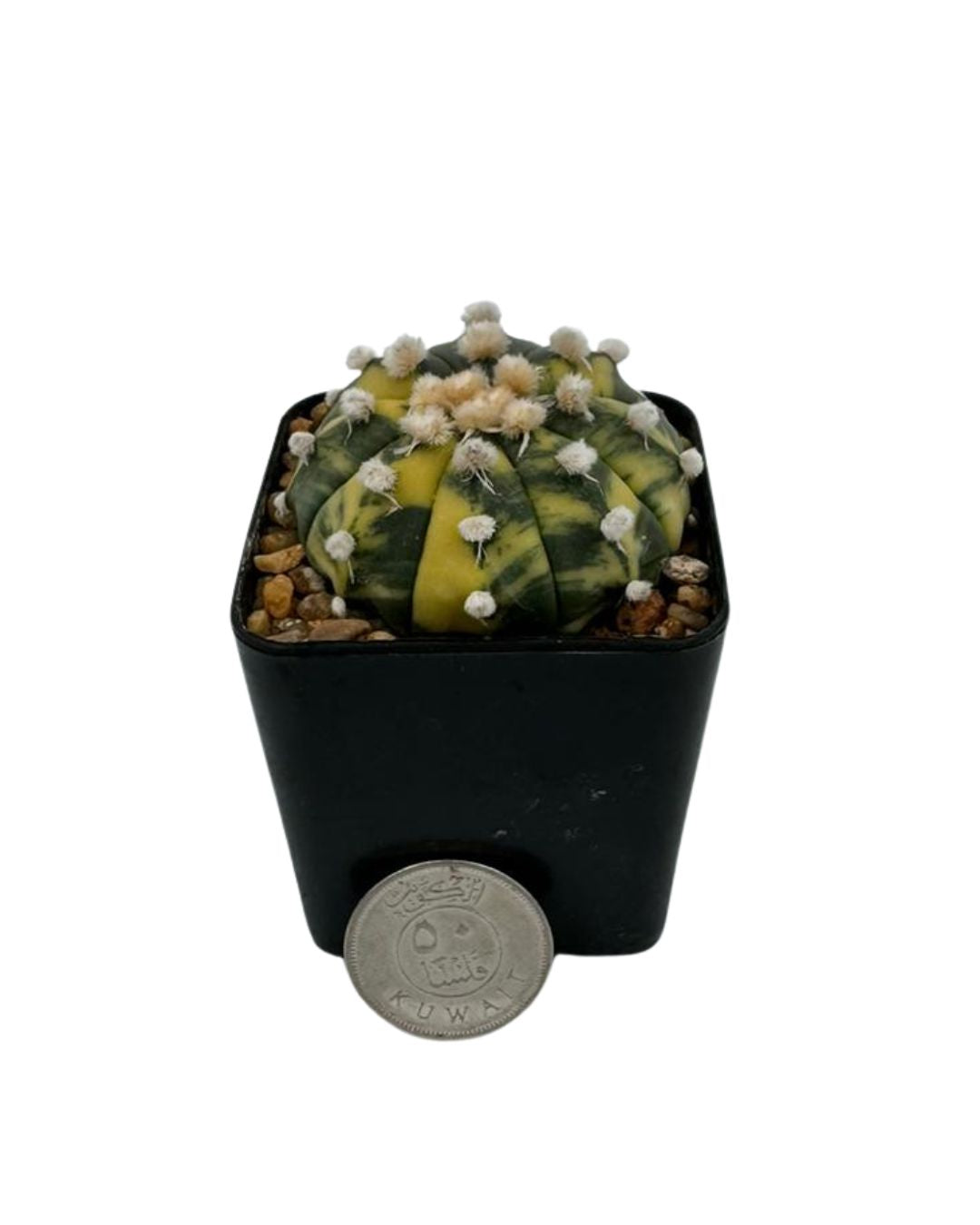 Variegated Star Cactus - نبات صبّار