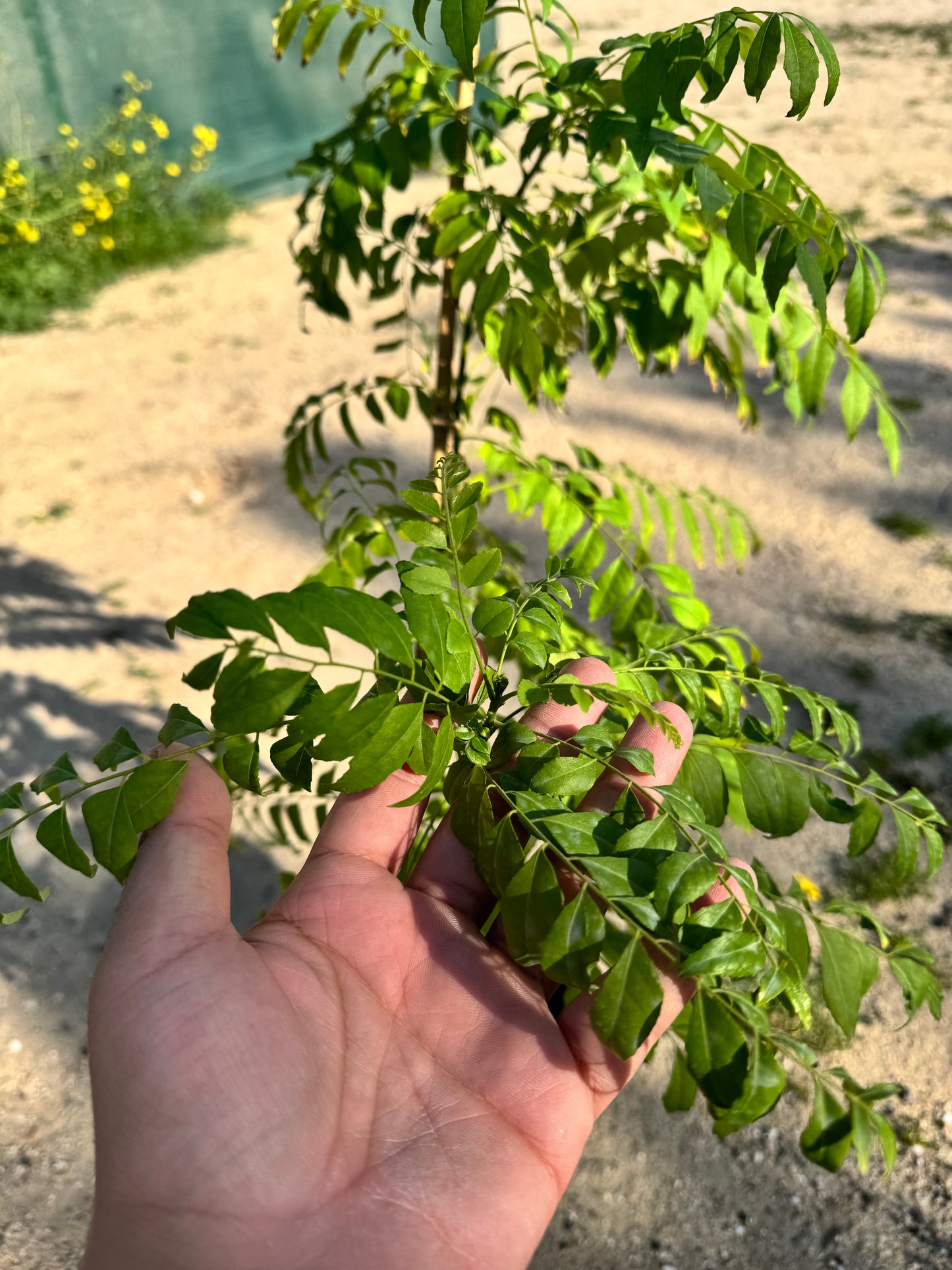 Curry Leaf Plant - شجرة أوراق الكاري