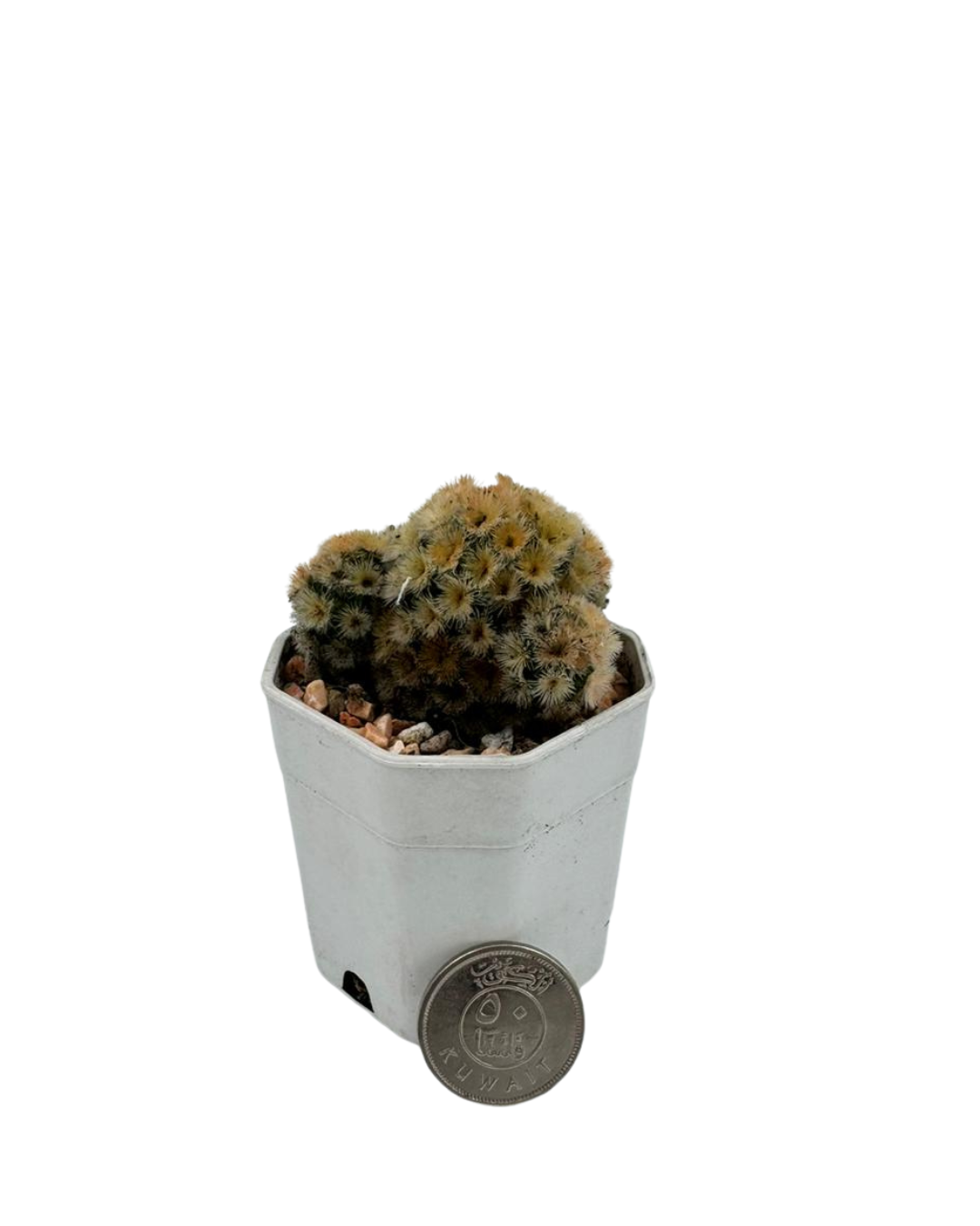 Golden Stars Cactus - نبات صبّار