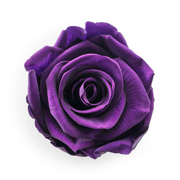 Eternal Rose Stem - الوردة الخالدة