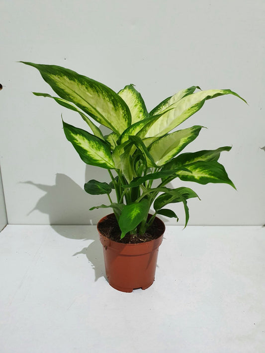 Dieffenbachia Camilla indoor house plant with lush green leaves featuring attractive patterns, perfect for indoor decoration.