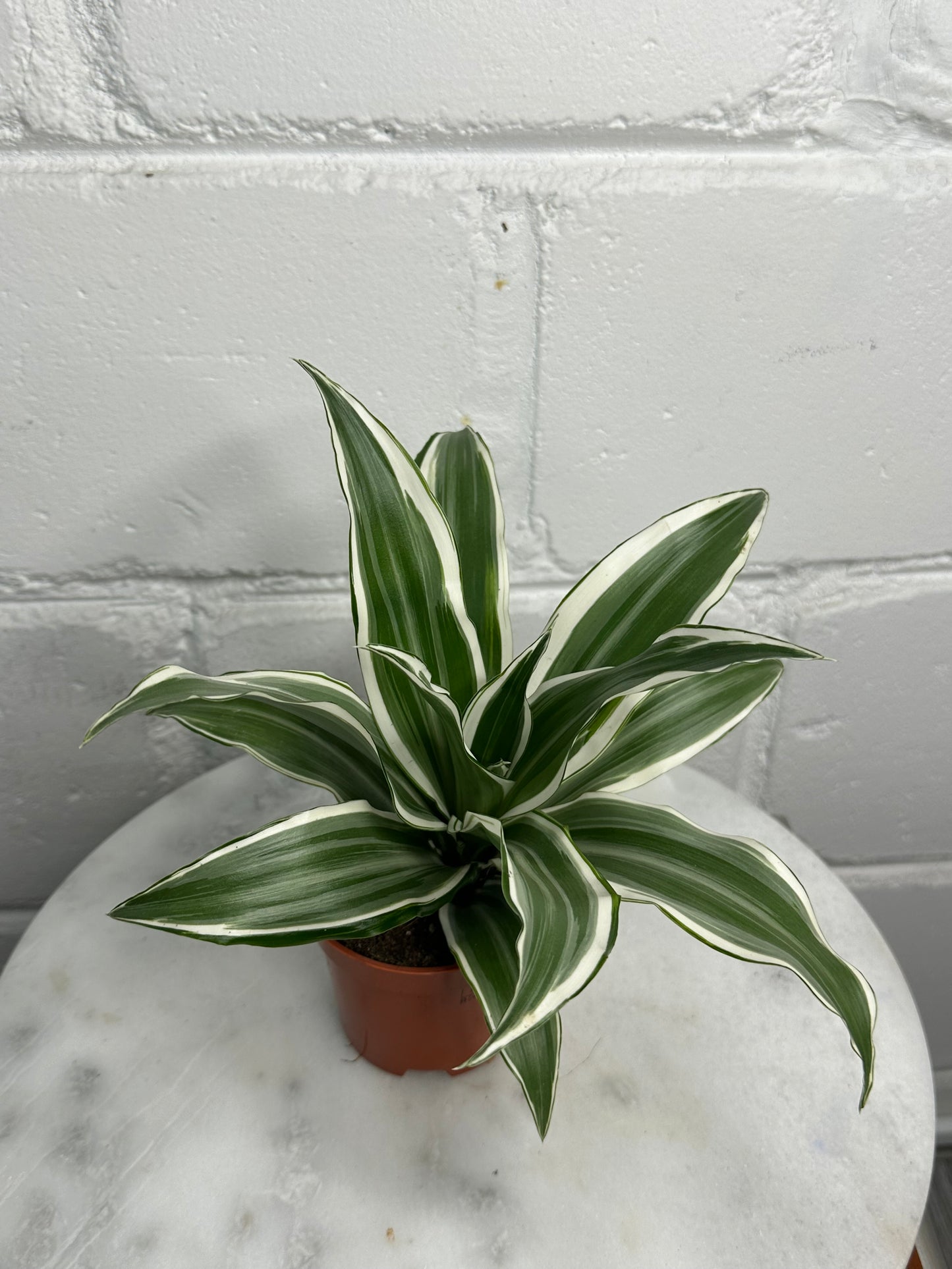 Dracaena - Indoor House Plant - نبات داخلي