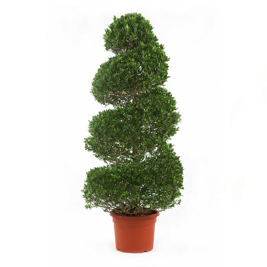 Conocarpus (Spiral) – نبات كونوكاربس حلزوني