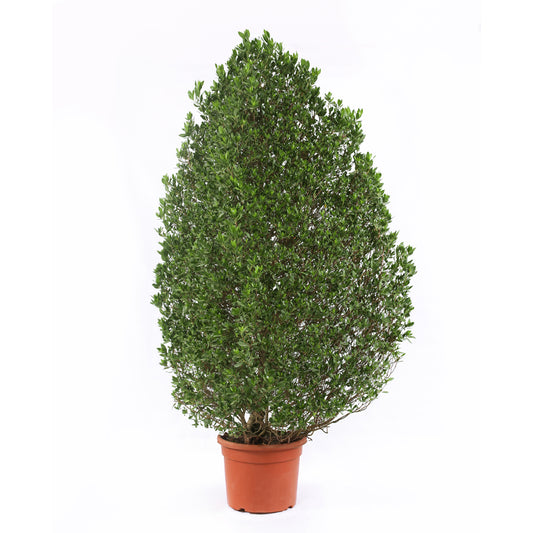 Conocarpus (Pyramid)