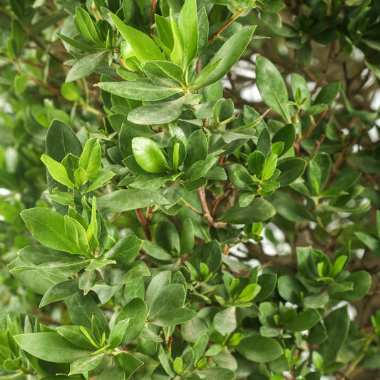 Conocarpus (Pyramid)