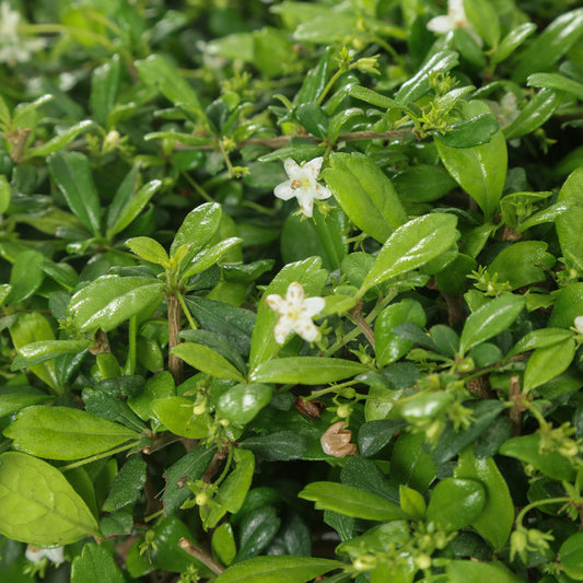 Carmona Square Shape – نبات كارمونا مربع