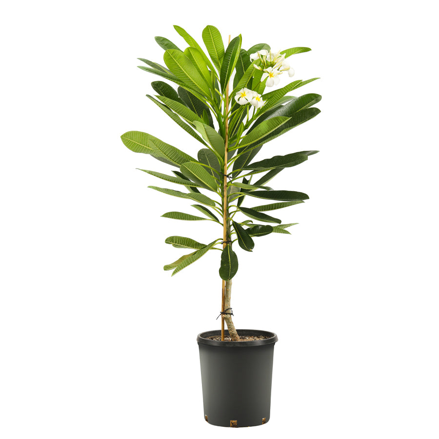 Plumeria obtusa