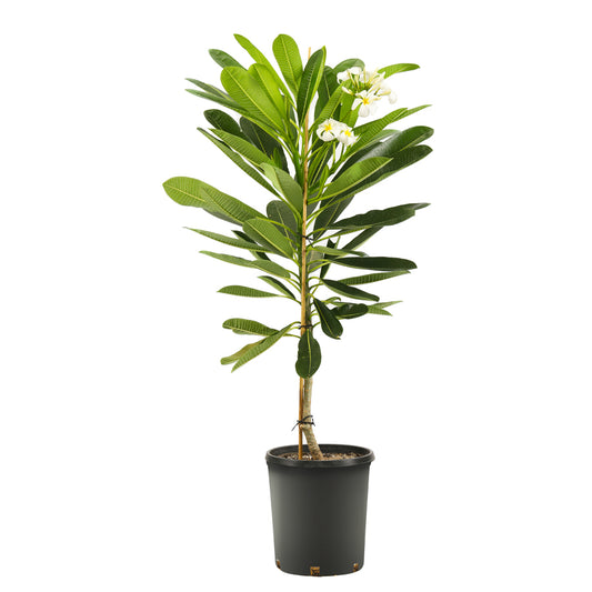 Plumeria obtusa