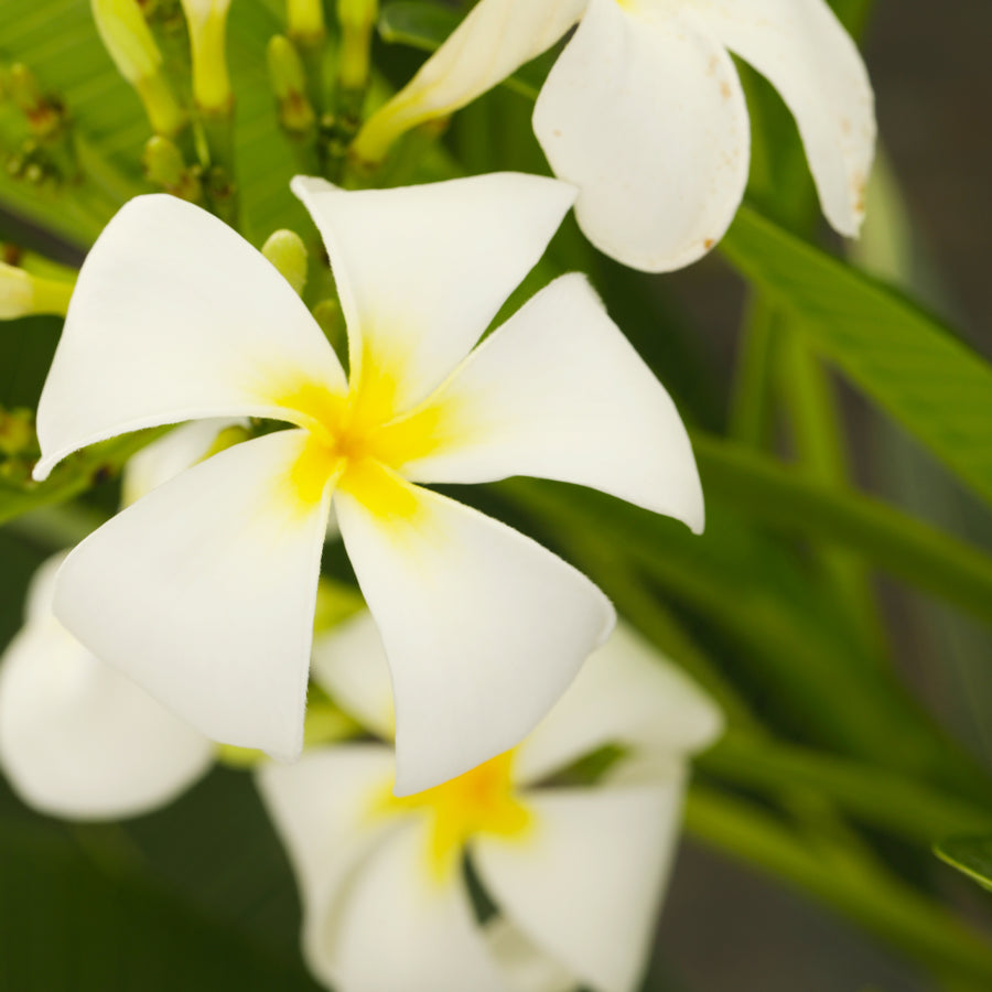 Plumeria obtusa