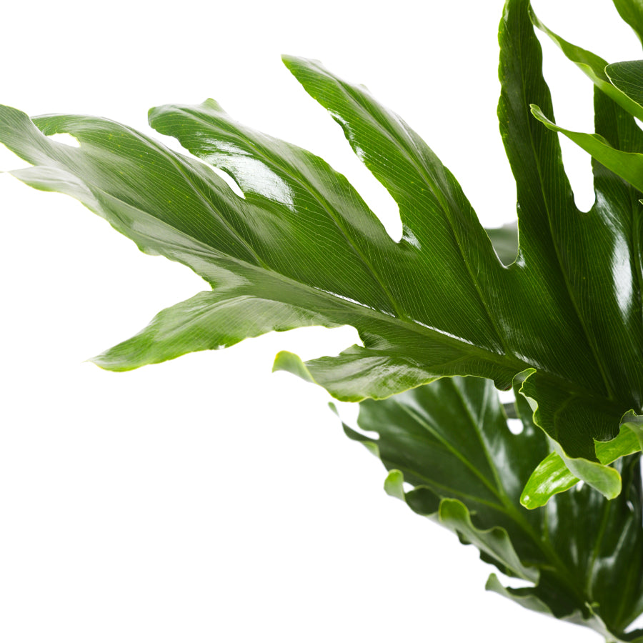 Philodendron Selloum Plant