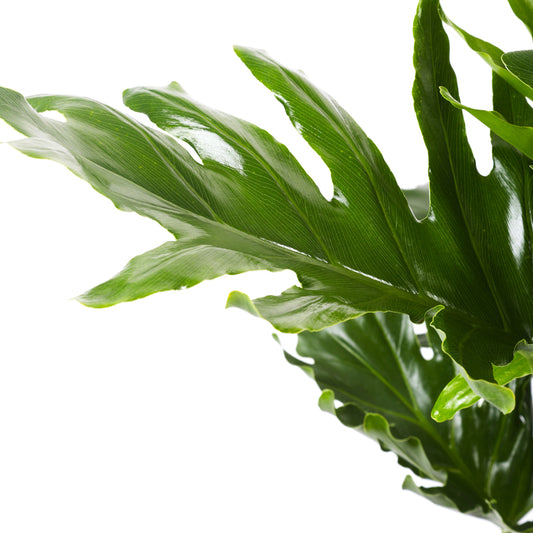 Philodendron Selloum Plant