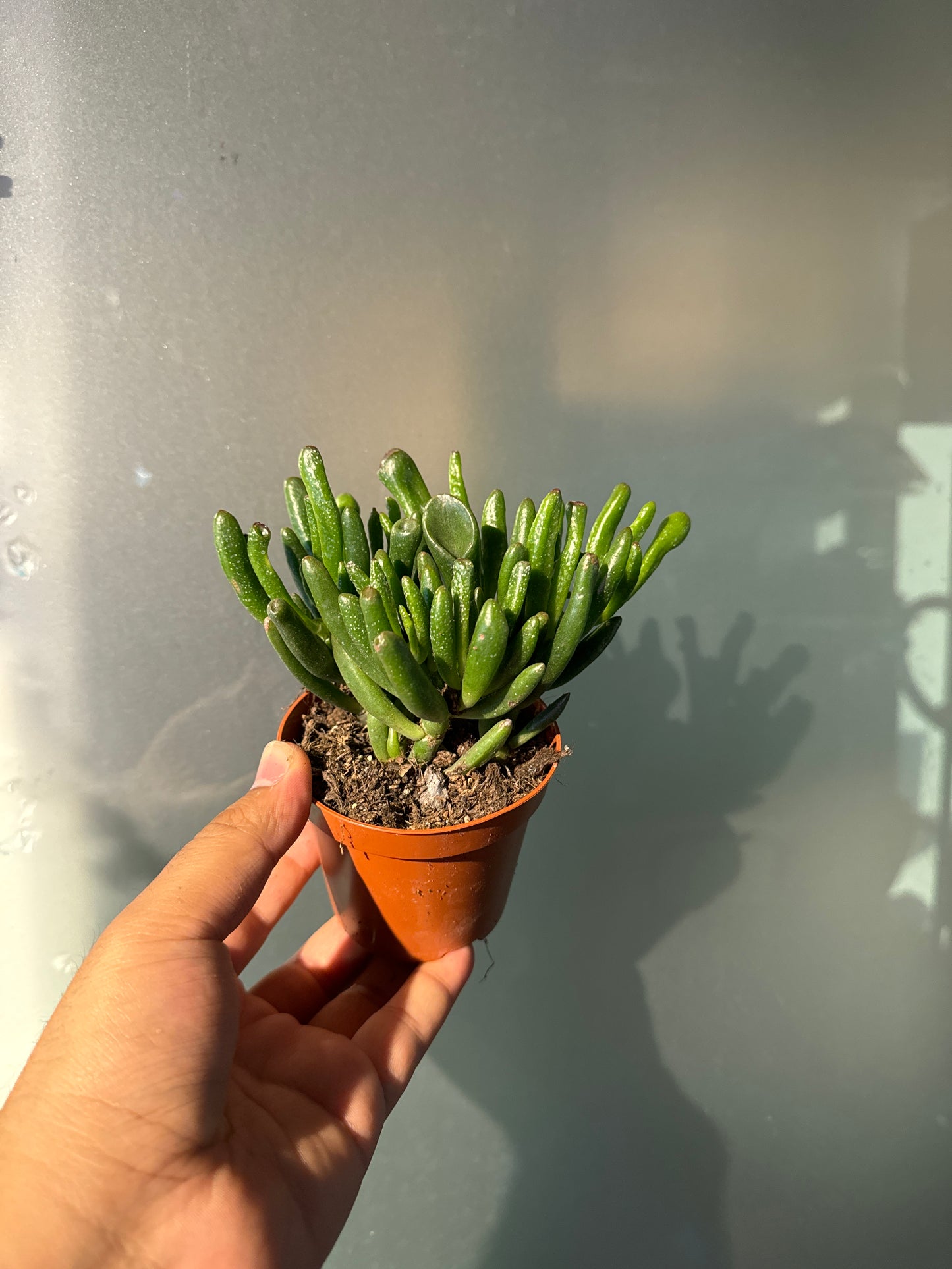 Crassula Ovata Gollum - Succulent Plant - نبات داخلي