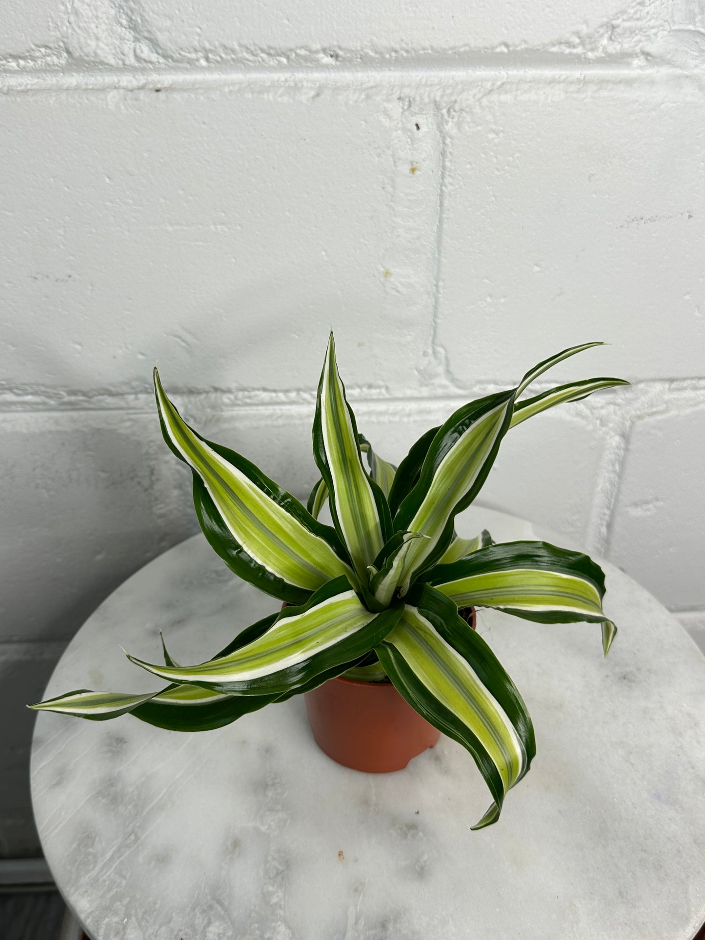 Dracaena - Indoor House Plant - نبات داخلي