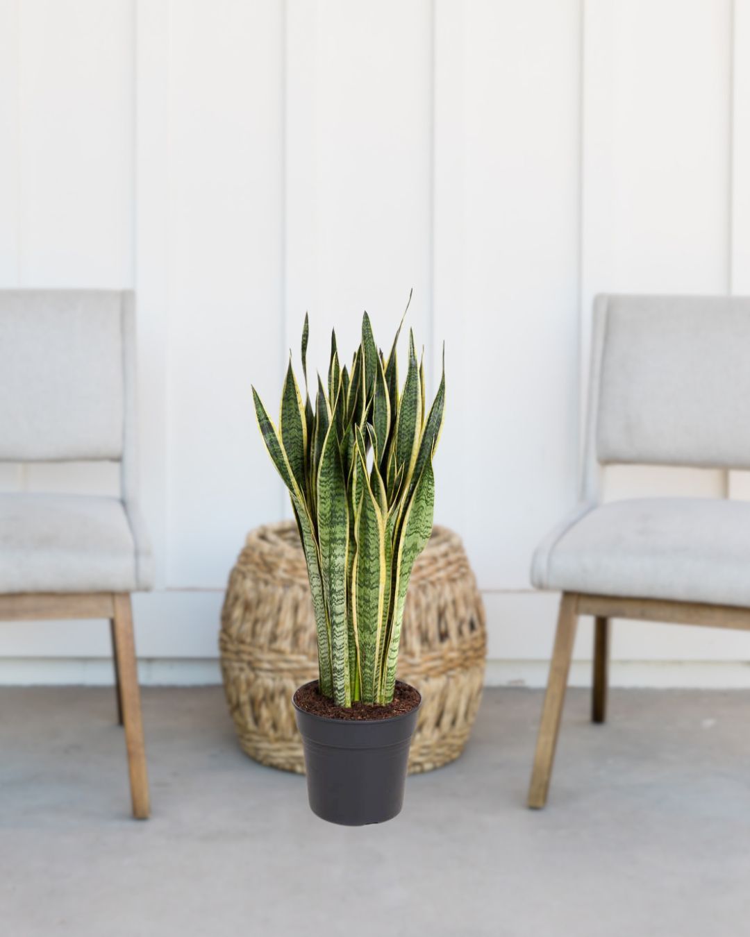 Snake Plant - Sansevieria Laurentii - Indoor Plant - سانسيفيريا لورنتي