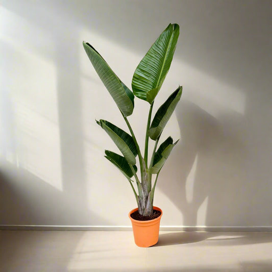 Strelitzia Nicolai 140 - Bird of Paradise Plant - نبات عصفور الجنة