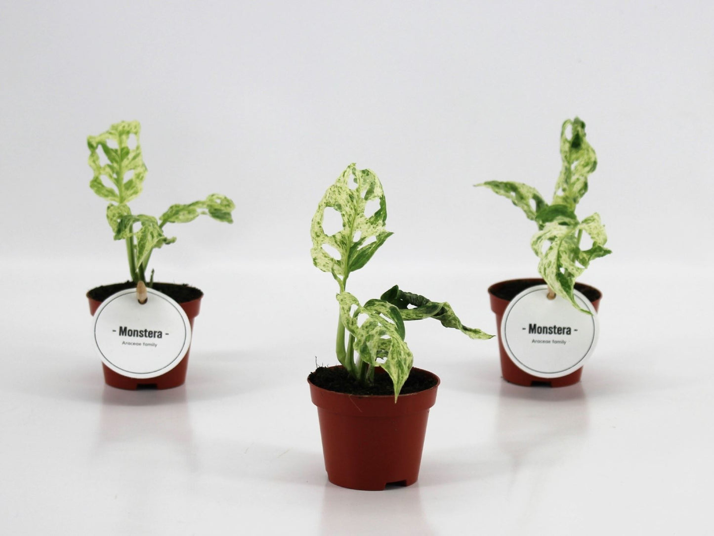 Monstera Frozen Freckles - نبات داخلي