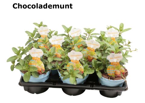 Organic Chocolate Mint Plant - نبات الشوكولاتة بالنعناع
